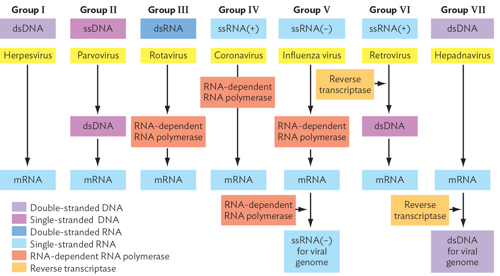 A diagram of the Baltimore Classification of Viral Genomes.