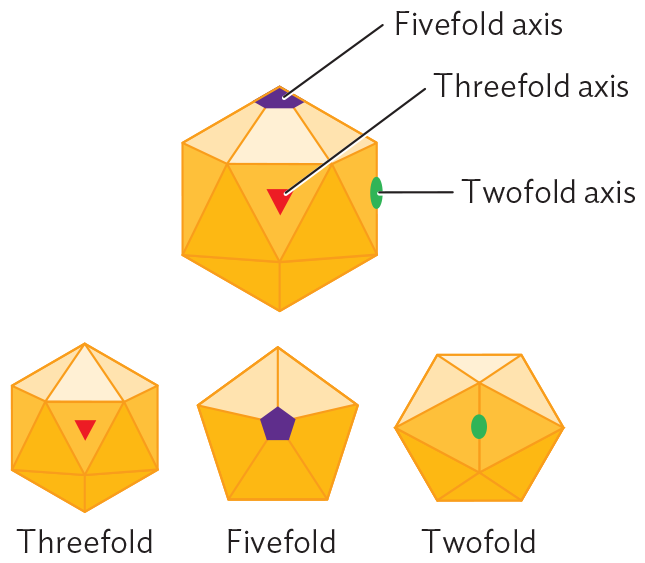 A diagram explaining icosahedral symmetry.