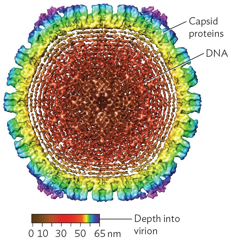 A cryo E M model of spooled D N A within an icosahedral capsid.
