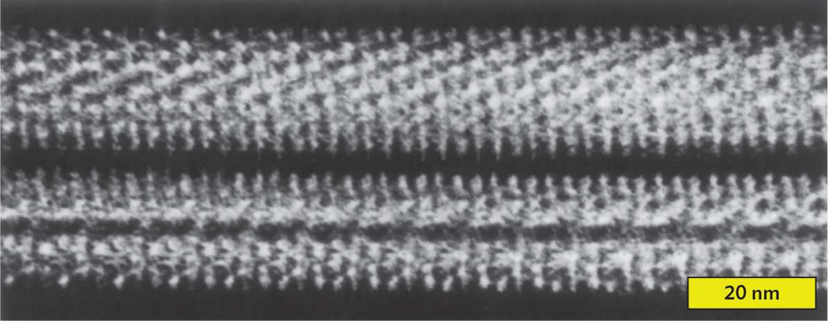 An x ray crystallography reconstruction of the helical filament of tobacco mosaic virus.