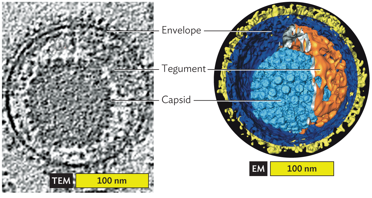 A micrograph and an associated cryo E M model identify envelope and tegument structures surrounding the Herpes virus capsid.