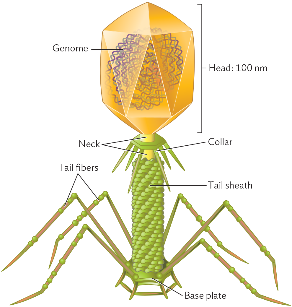 An illustration of the Bacteriophage T 4 Capsid.