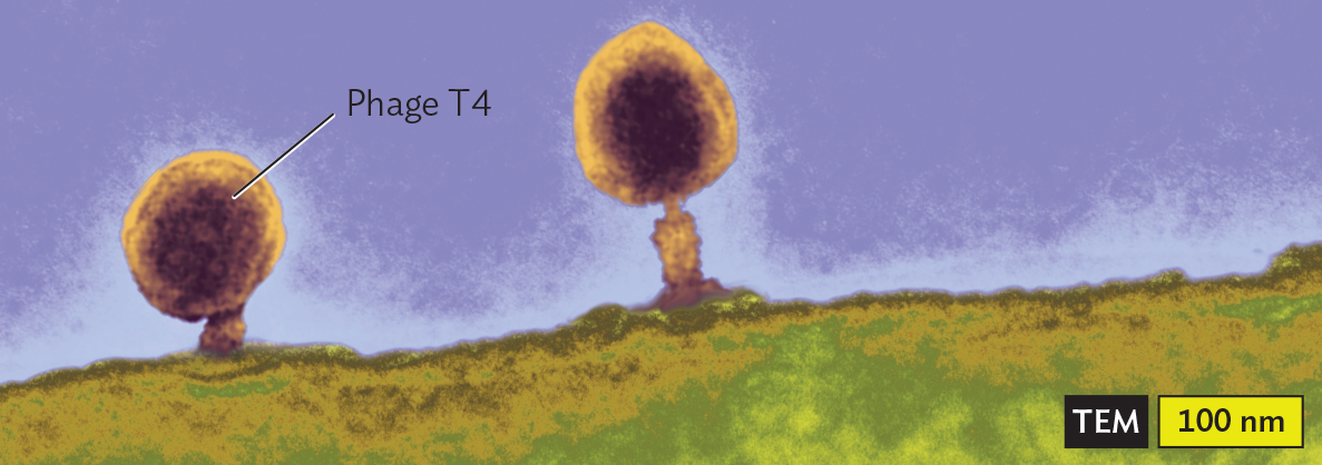 A transmission electron micrograph of the Bacteriophage T4 Capsid.