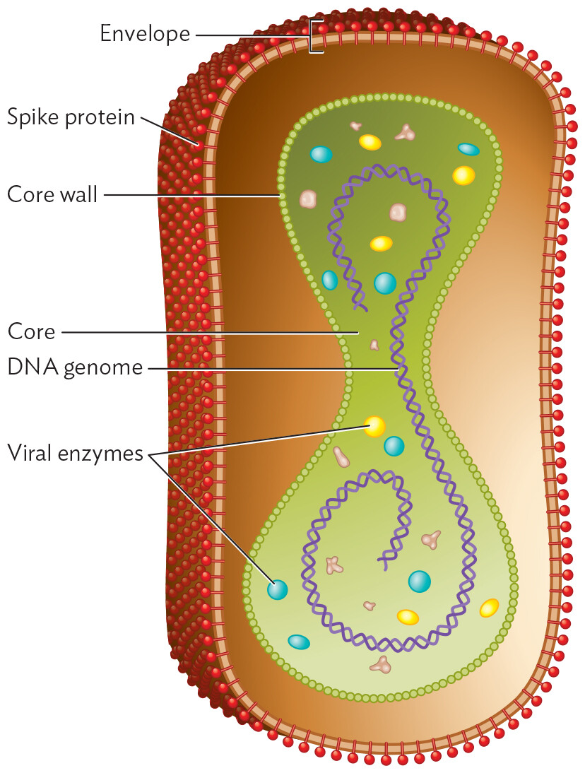 An illustration of the structure of Vaccinia Virus.