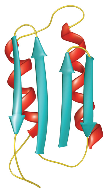 An illustrated ribbon model of the conformation of an abnormally folded protein, or prion.