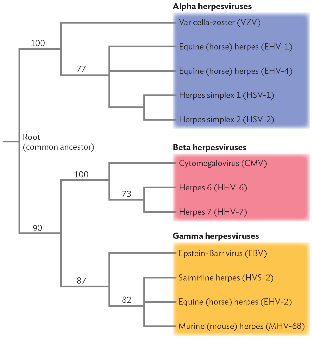 A diagram of the phylogenetic tree of Herpesvirus genomes.