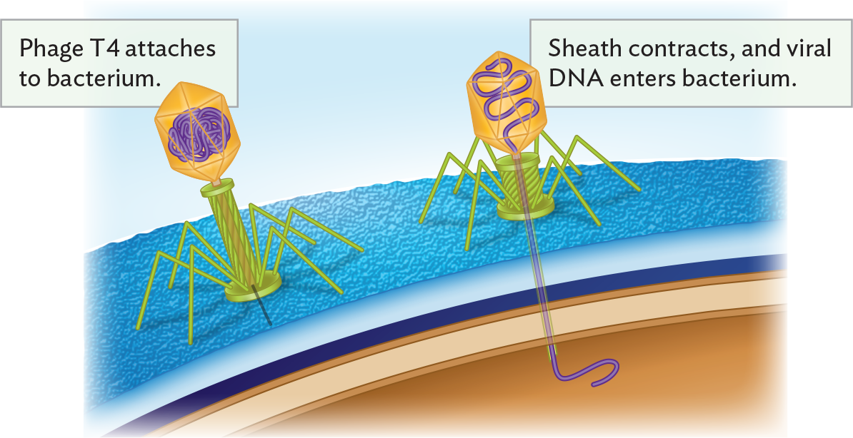 An illustration of the method of bacteriophage genome insertion into a bacterium.