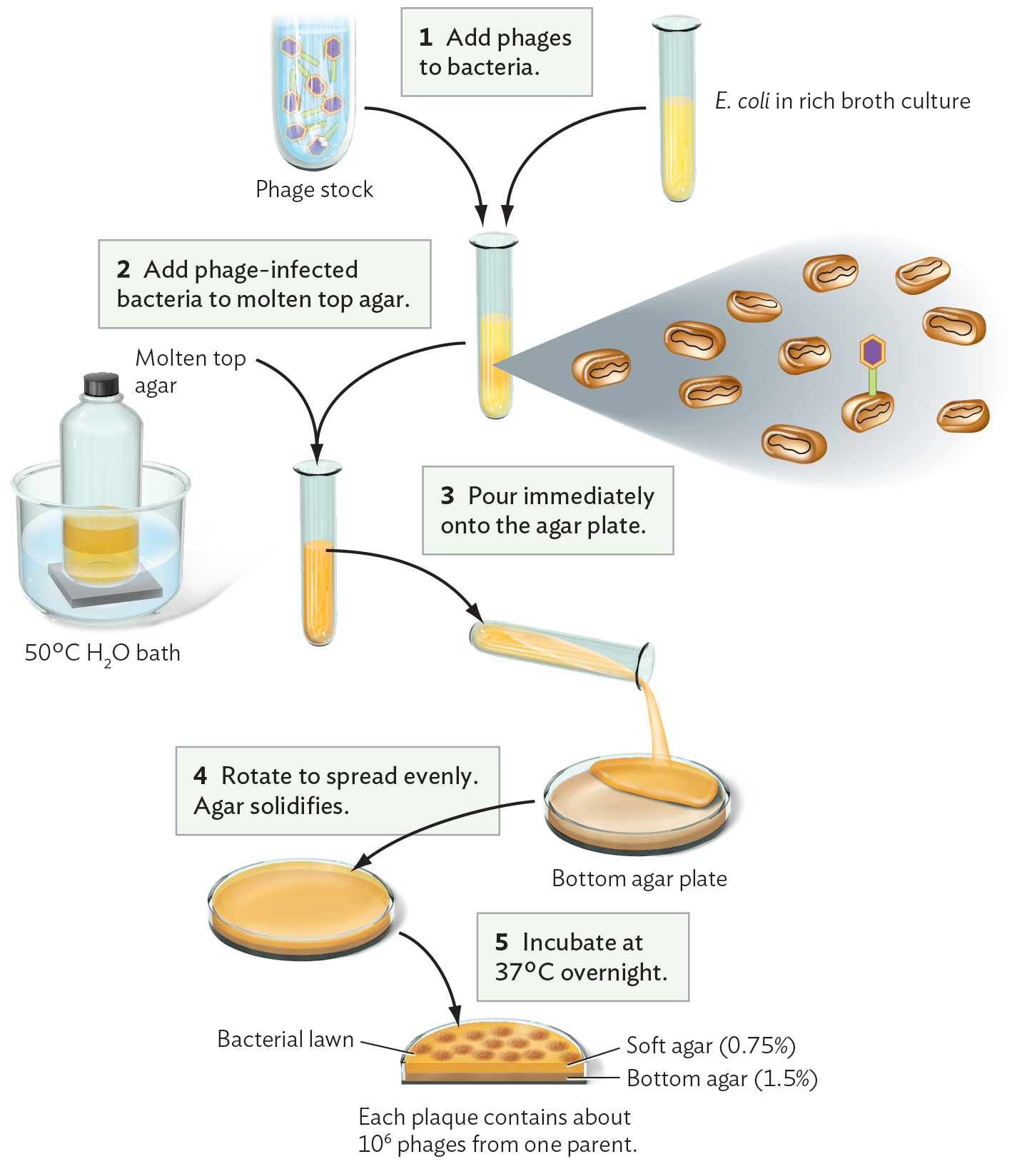 A diagram explaining the pour plate culture technique for a culture of bacteriophages added to a host bacterial lawn.