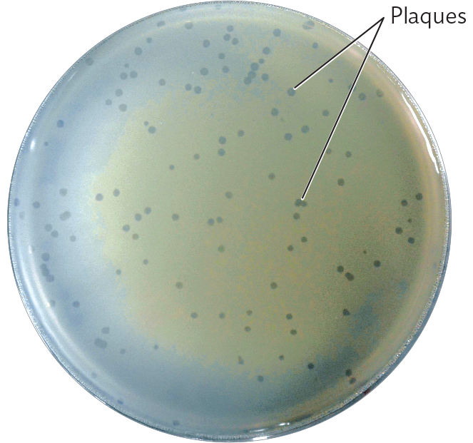 A photo of an agar plate with phage lambda plaques on a lawn of E. coli K 12 bacteria.