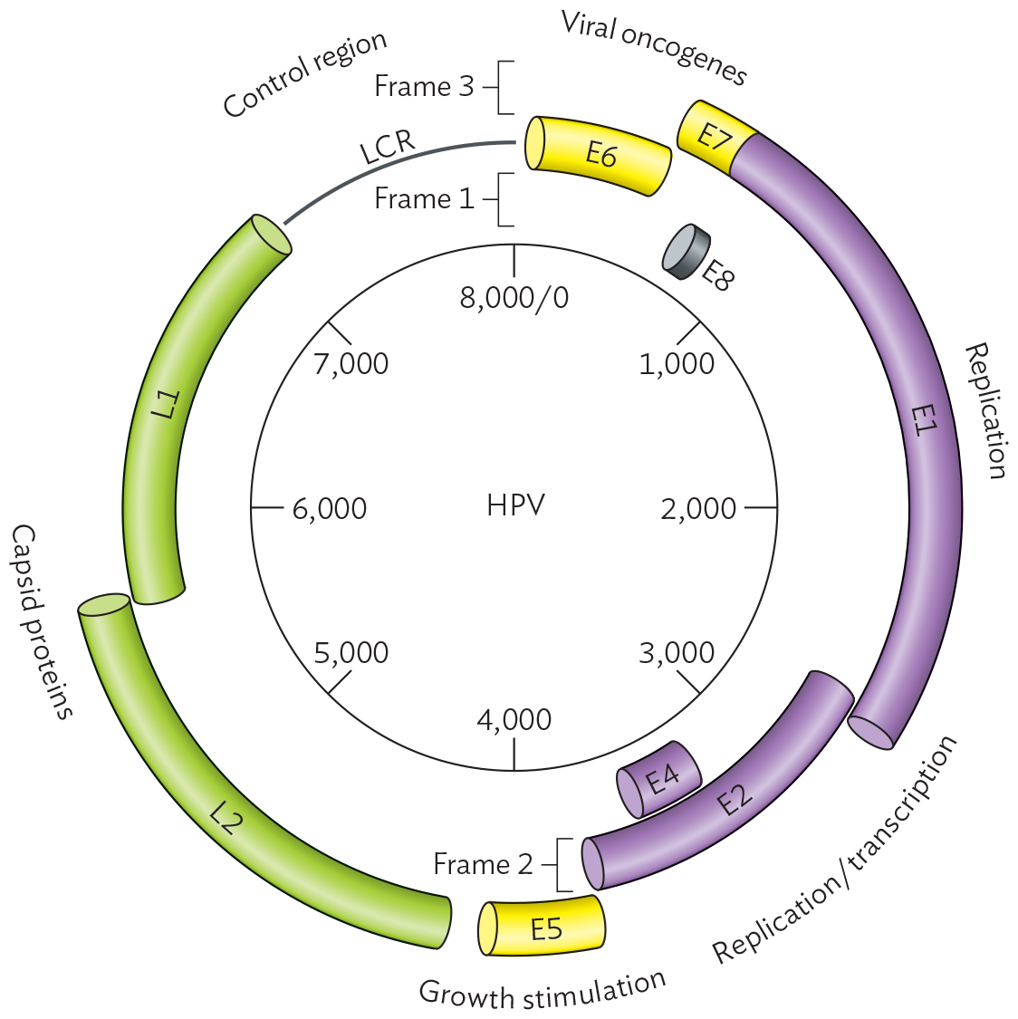 A schematic of the genome of H P V-16.
