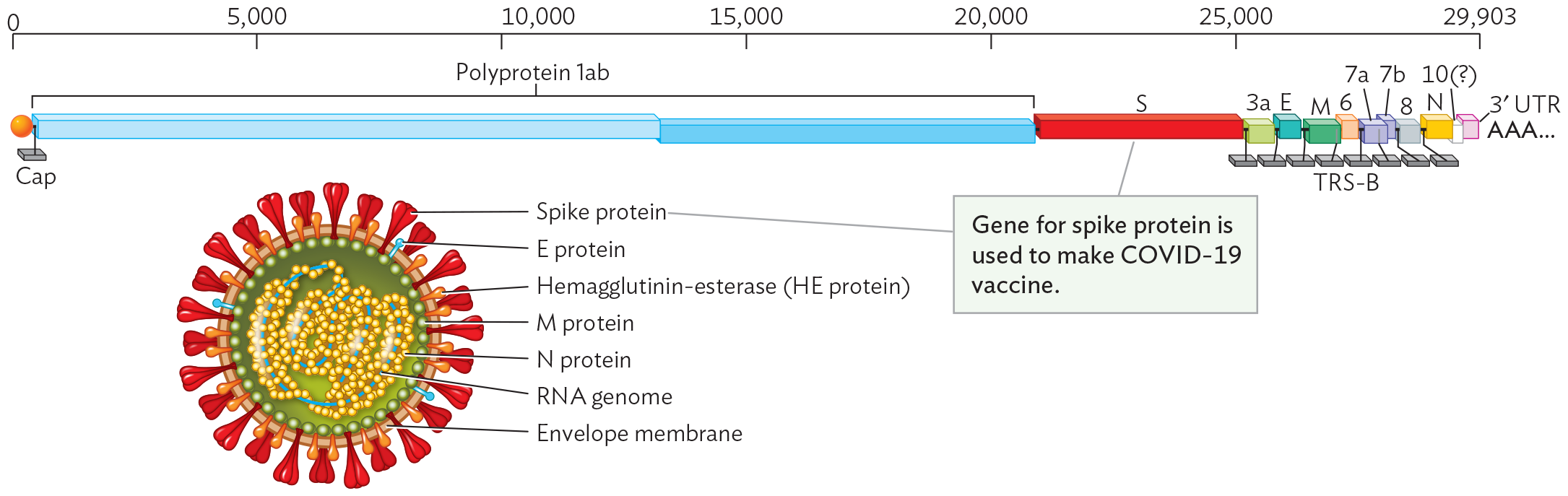 A diagram of the S A R S C o V 2 coronavirus structure and genome.