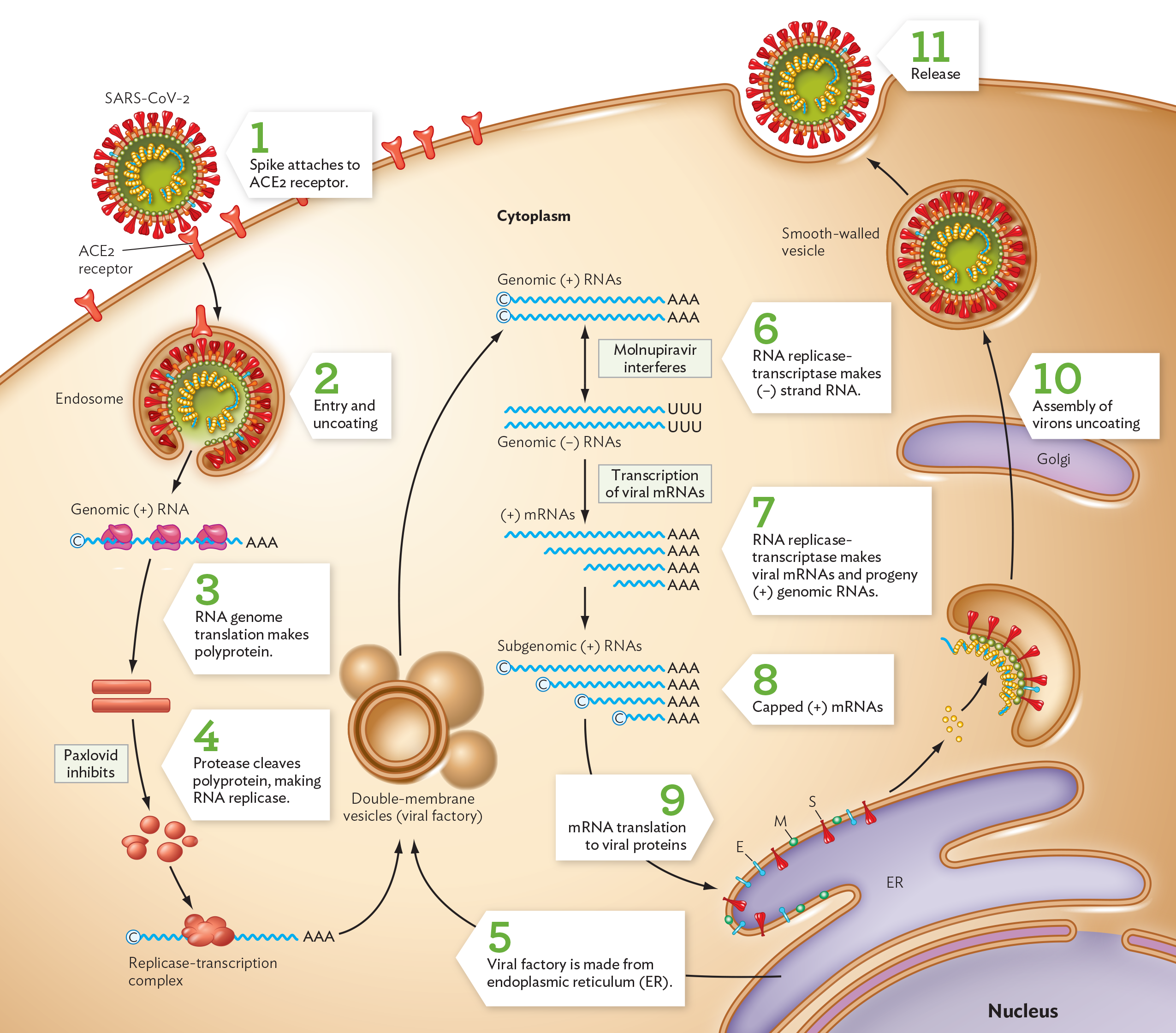 A diagram of the S A R S C o V 2 coronavirus replication cycle.
