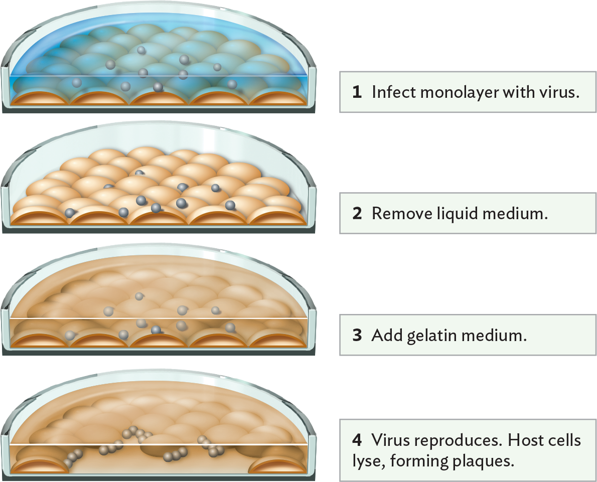 A diagram of a modified plaque assay using cultured host cells.