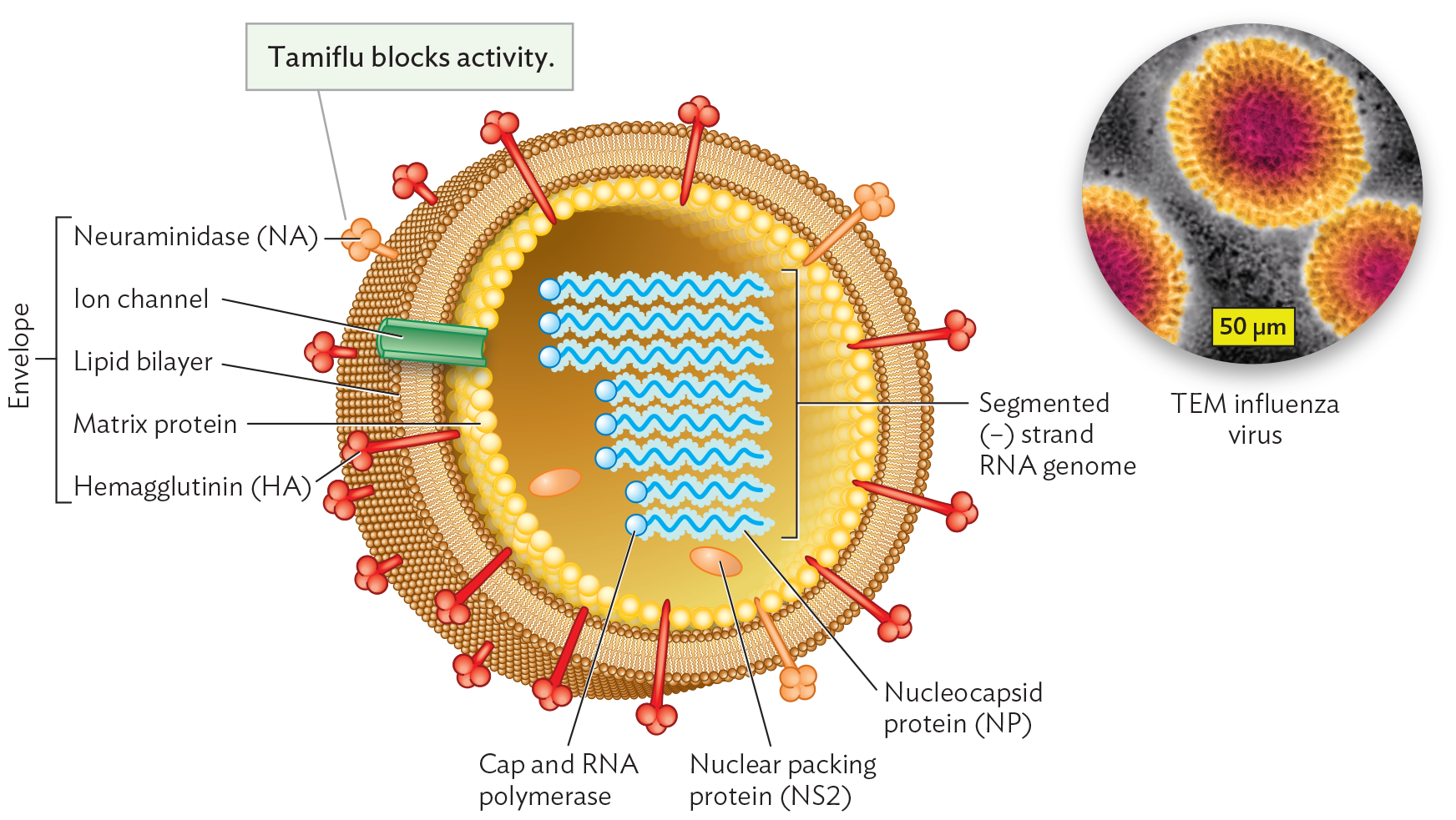 An illustration of the structure of Influenza virus with an inset micrograph of influenza virus particles.