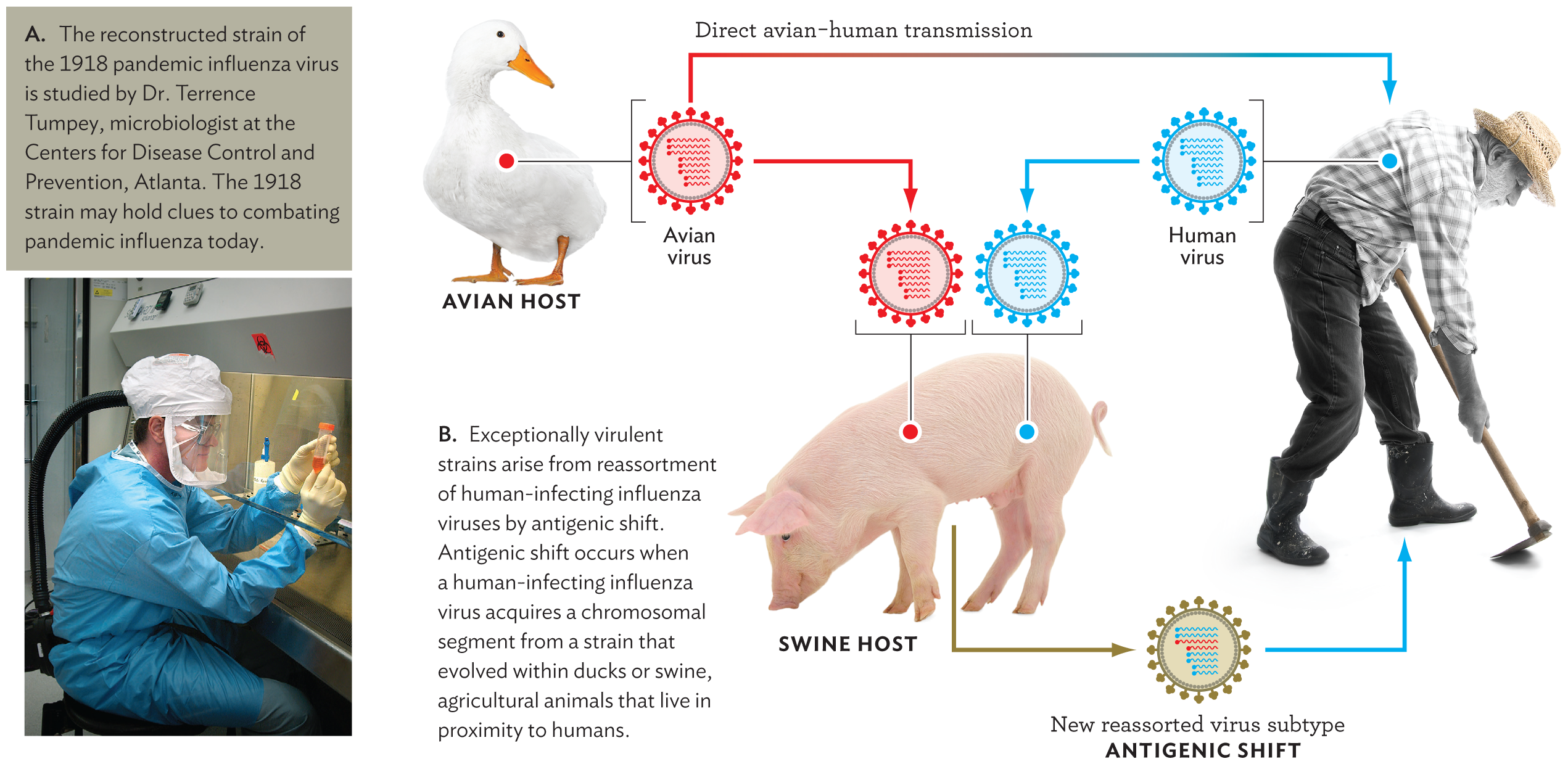 A photo of Dr. Terrence Tumpey and a schematic explaining the reassortment of human and avian influenza virus strains.