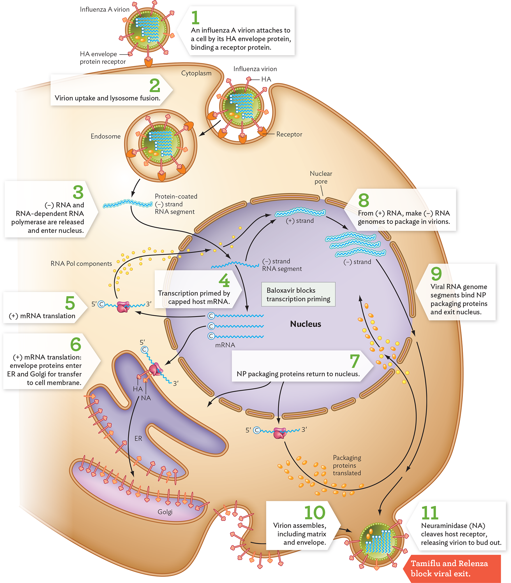 A diagram of the influenza virus replication cycle.