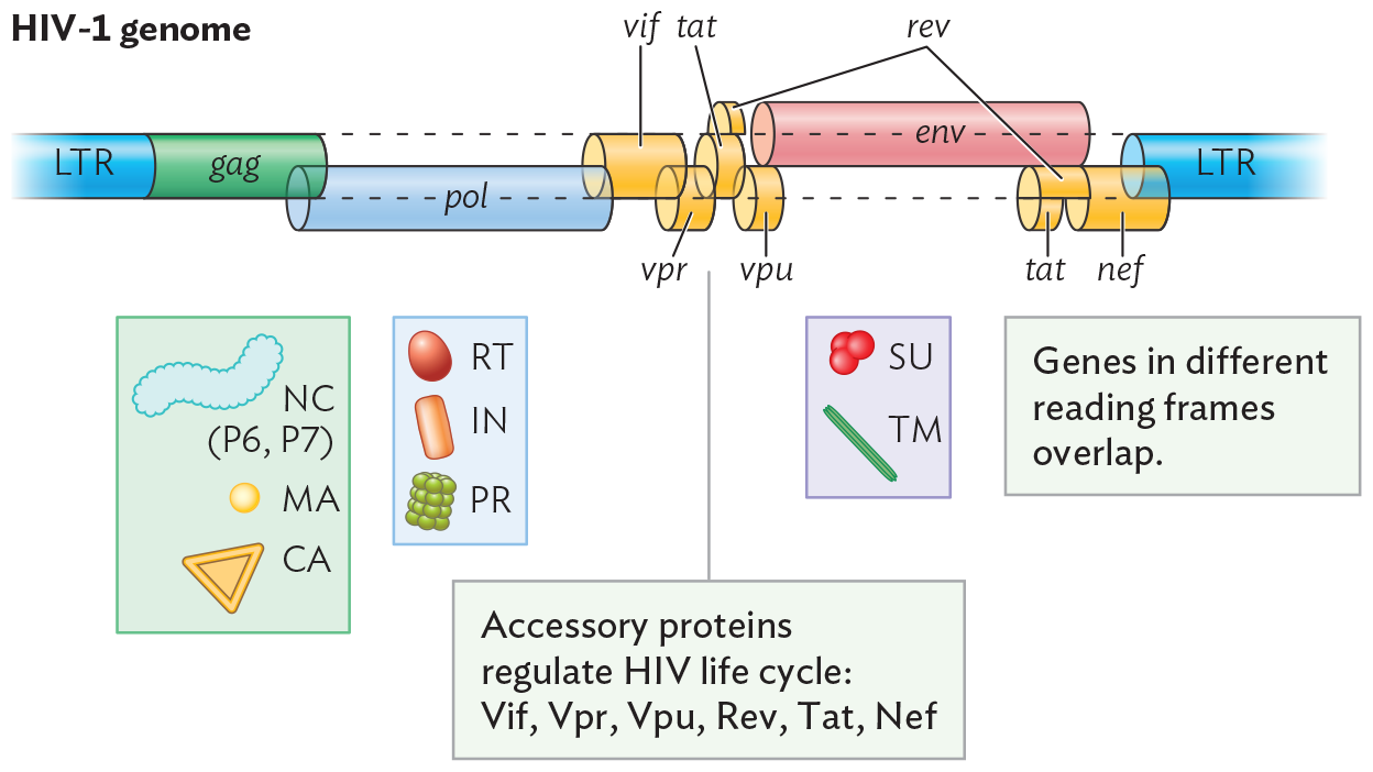 An illustration of the genome of H I V 1.