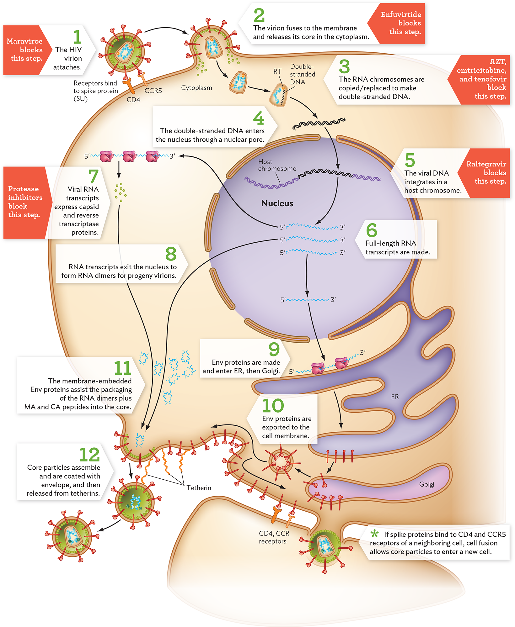 A diagram of the H I V replication cycle.