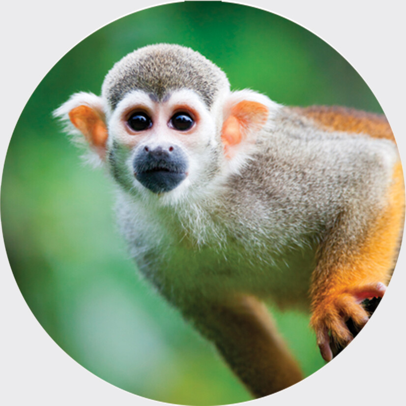 A portrait of a small gray and orange monkey with protruding eyes sitting on a branch.