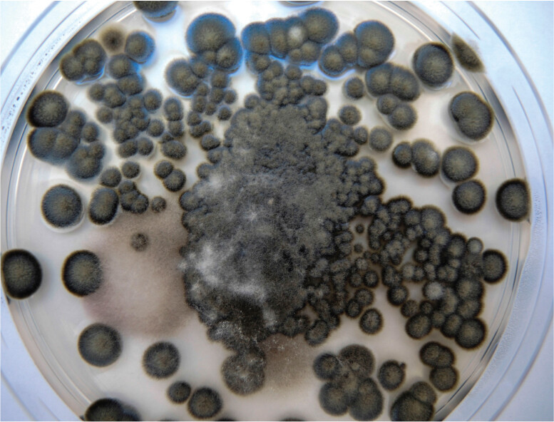 A photo of Cladosporium mold growing on a petri plate.