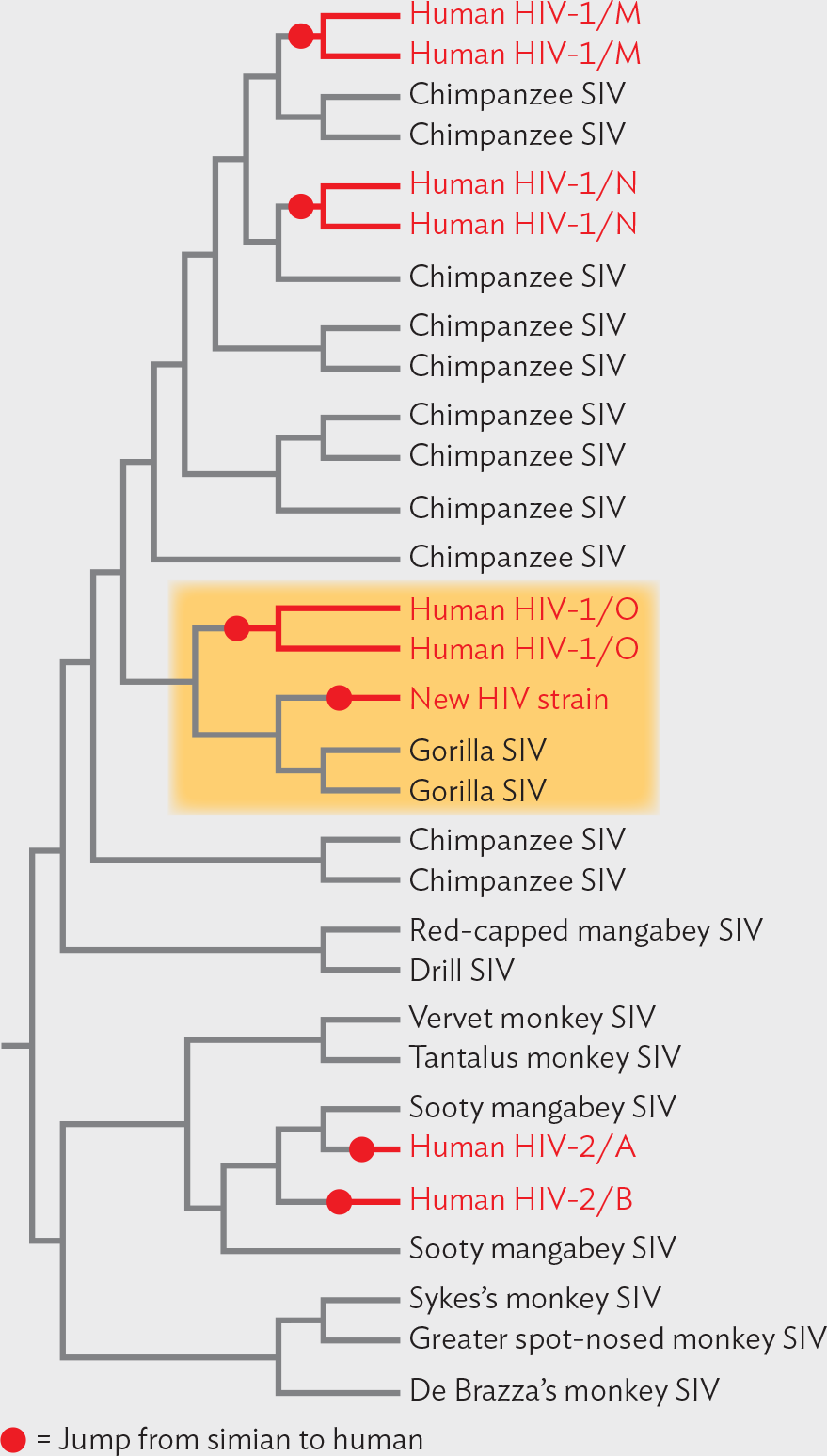A diagram of Beatrice Hahn’s phylogenetic tree of H I V strains.