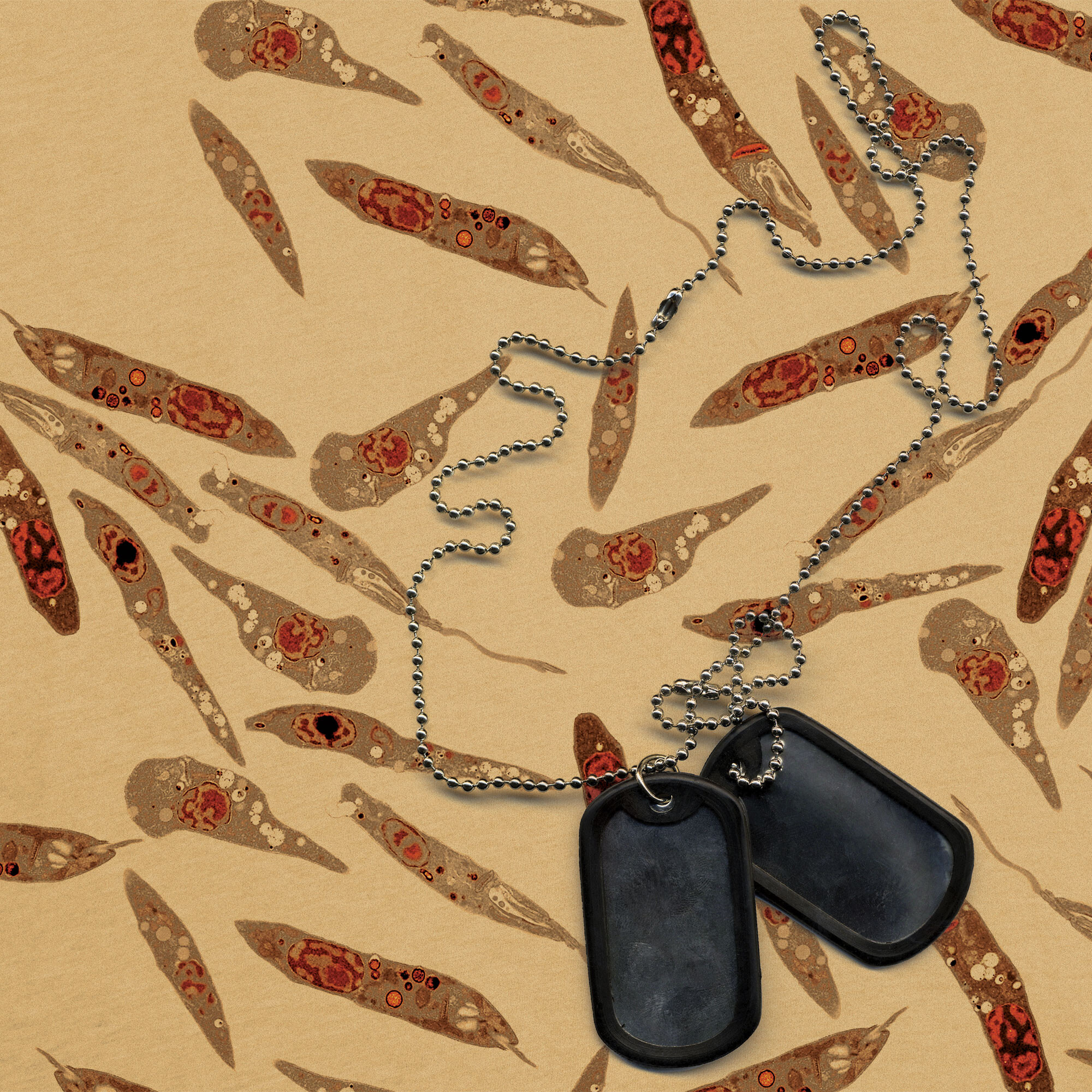 A page titled, A Desert Sand Fly Parasite, showing various features of the disease Leishmaniasis.