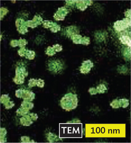 A transmission electron micrograph of Geminivirus.