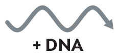 An illustration of single stranded D N A, which is positive sense.