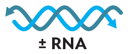 An illustration of double stranded R N A, which has both positive sense and negative sense strands.