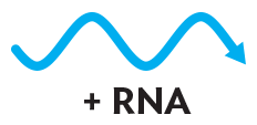 An illustration of single stranded positive sense R N A.