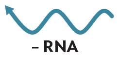 An illustration of single stranded negative sense R N A.