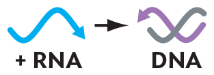 An illustration of positive sense s s R N A transcribed into d s D N A.