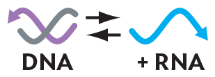 An illustration of d s D N A transcribed into positive sense s s R N A and then back into d s D N A.