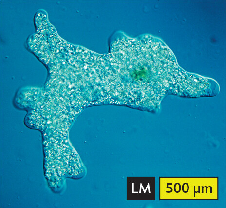 A light micrograph of Chaos carolinensis, an example of an amoeba.