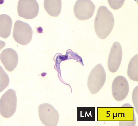 A light micrograph of Trypanosoma cruzi, an example of a hemoflagellate or metamonad.
