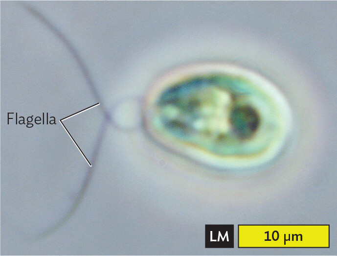 A light micrograph of Chlamydomonas, an example of algae.