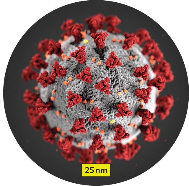 A model of the S A R S C o V 2 virus particle.