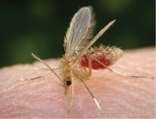 A photo of a sand fly feeding on the blood of a human host.