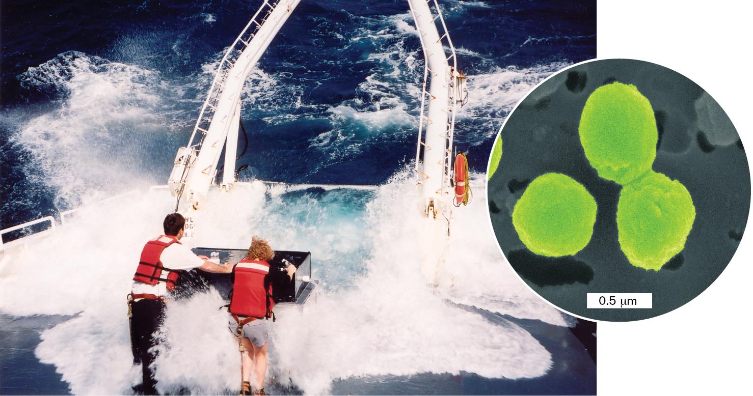 Scientists are shown operating a boat in rough water. An inset indicates the cells present in the water.