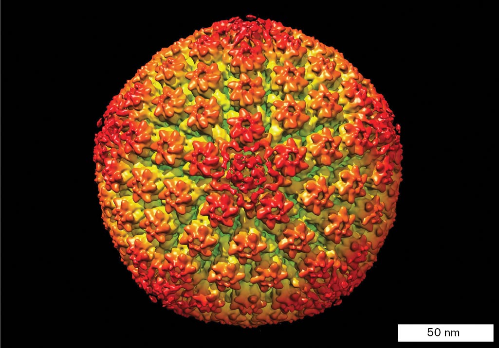 A micrograph shows Herpes simplex virus, which is a sphere of highly organized, complex structures.