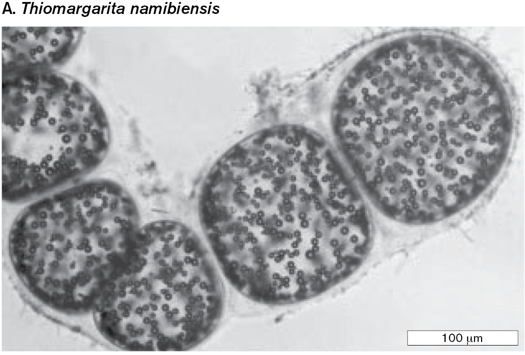 Two examples of giant microbial cells are shown. A micrograph of the bacterium Thiomargarita namibiensis shows coccoid cells of 150 micrometers in diameter.