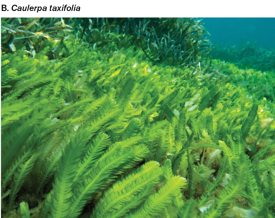 A photograph of the algae Caulerpa taxifolia shows tall, thin, feather like algal strands along the seafloor.