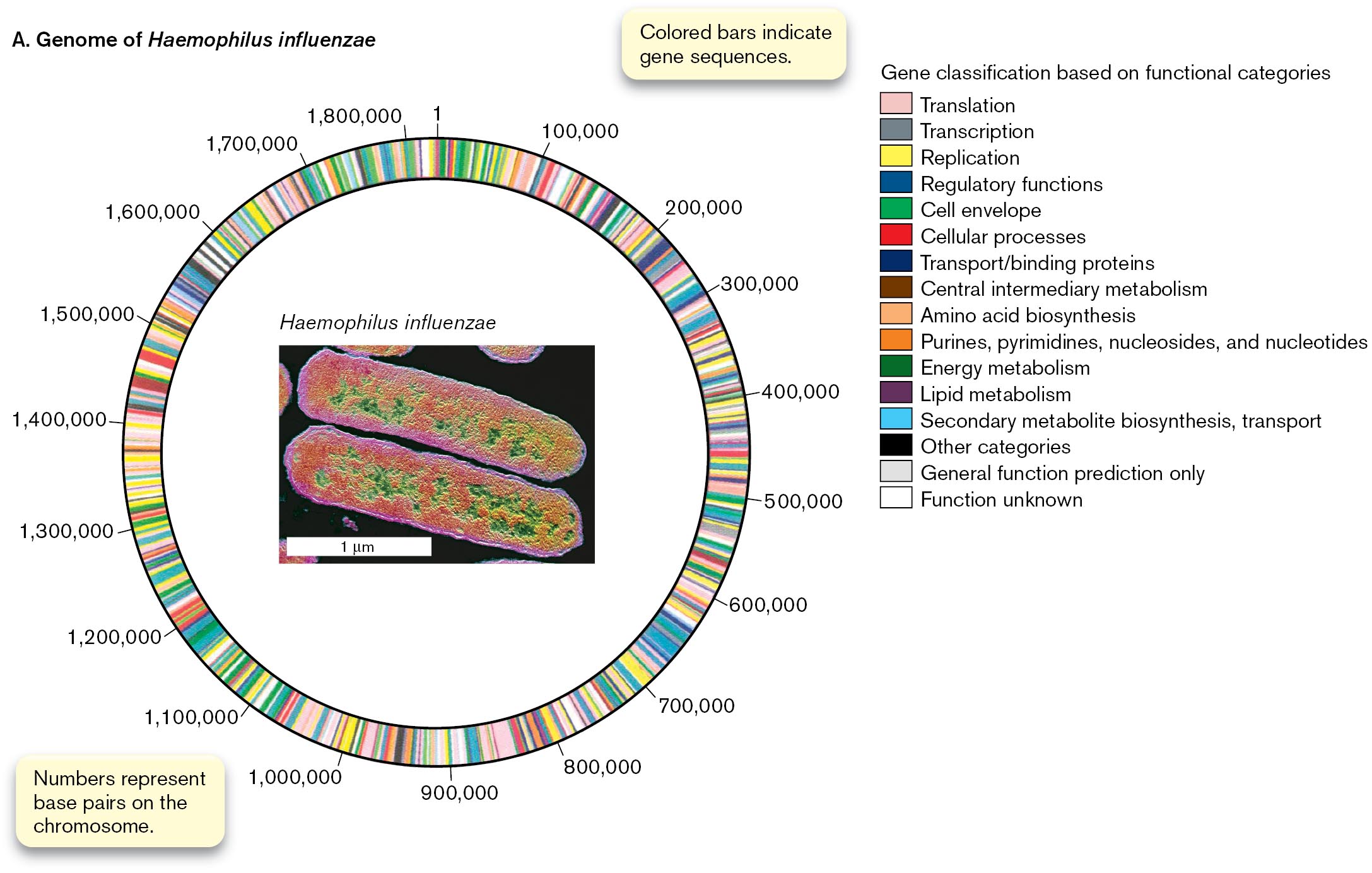 A color-coded wheel used to represent the genome of Haemophilus influenzae and photo of Claire Fraser. A wheel representing the genome of Haemophilus influenzae is color-coded for gene functional classifications. An inset of a micrograph of Haemophilus influenzae shows two rod-shaped bacteria.