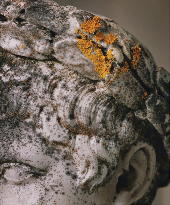 A close up photograph of decay on a human statue.