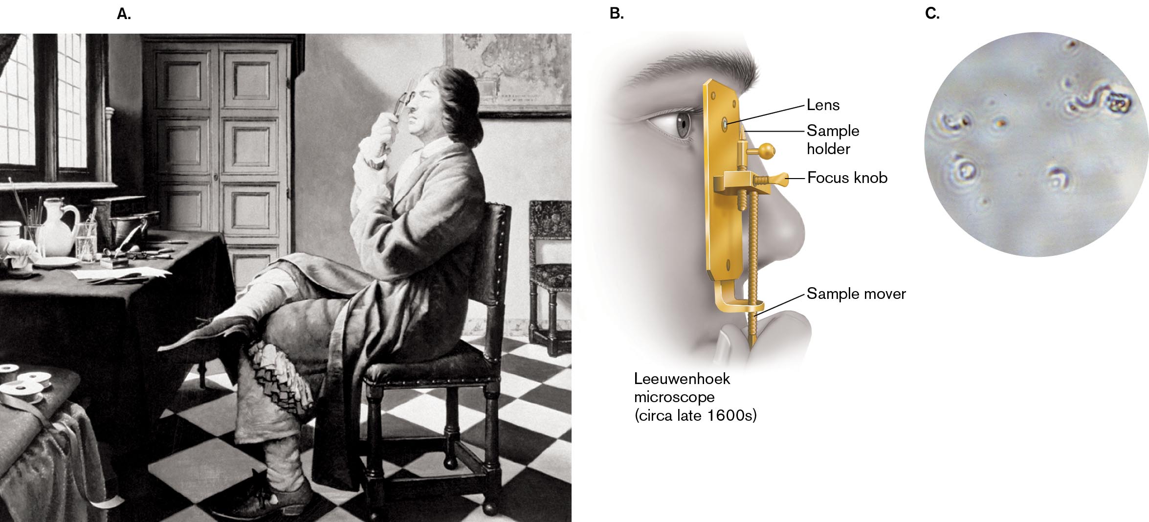 Three images related to Antonie van Leeuwenhoek’s microscopy work. An illustration of Antonie van Leeuwenhoek looking through a handheld microscope. An illustration of the structure of the Leeuwenhoek microscope. A micrograph of bacteria as seen through the Leeuwenhoek microscope.