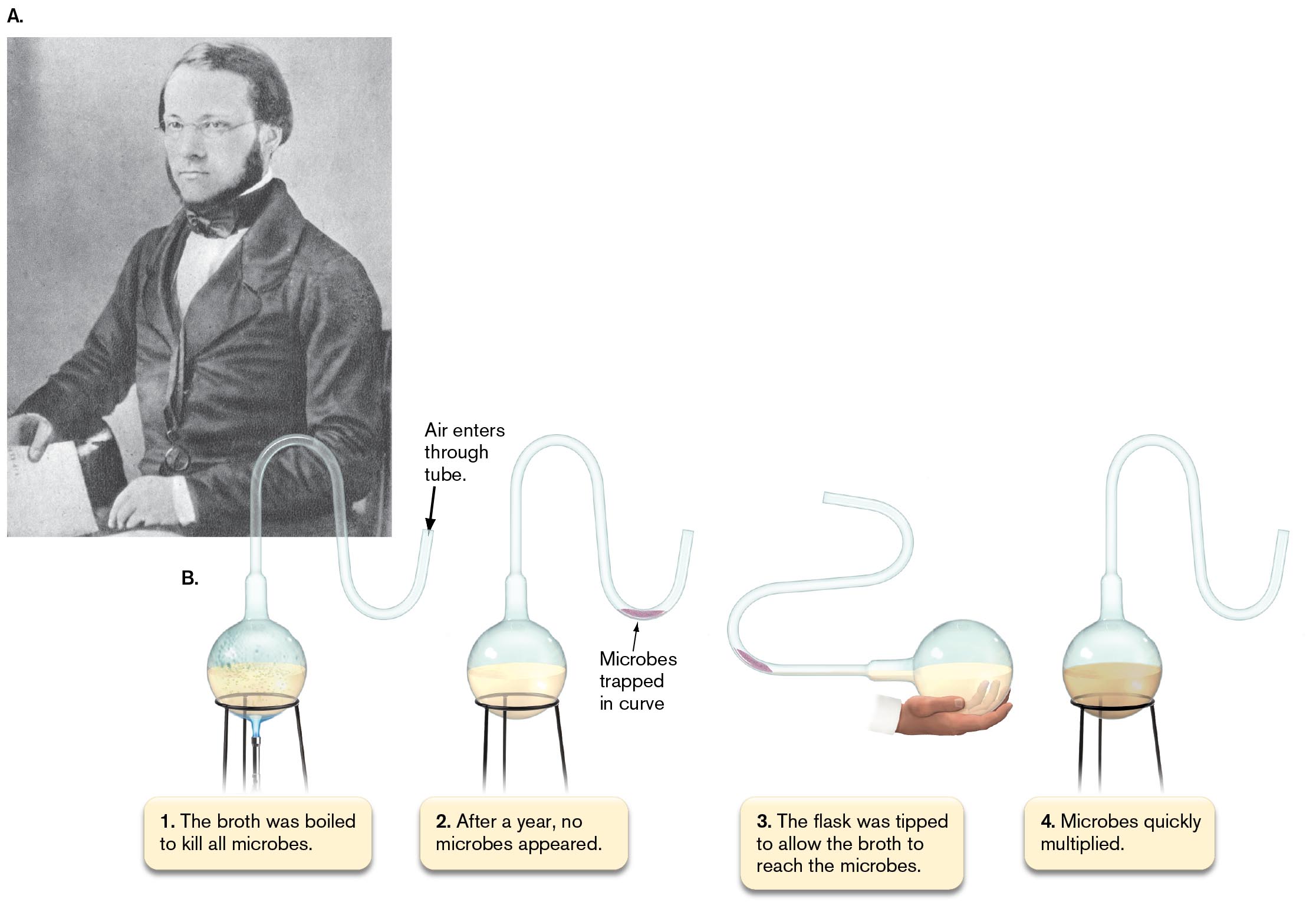 A photo of Louis Pasteur and a diagram of the swan-necked flask experiment are shown. A photo of Louis Pasteur in formal attire. A diagram of the swan-necked flask experiment.