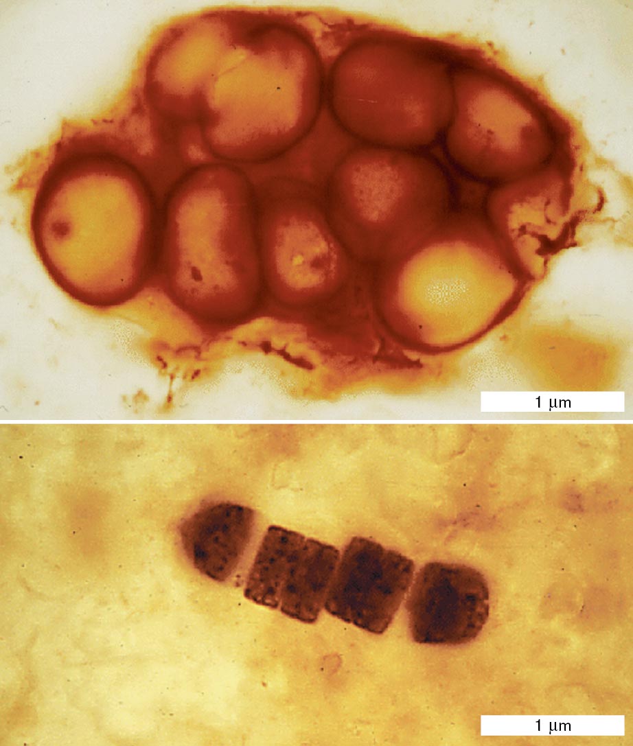 Two microscope images of microfossils of ancient cyanobacteria are shown.