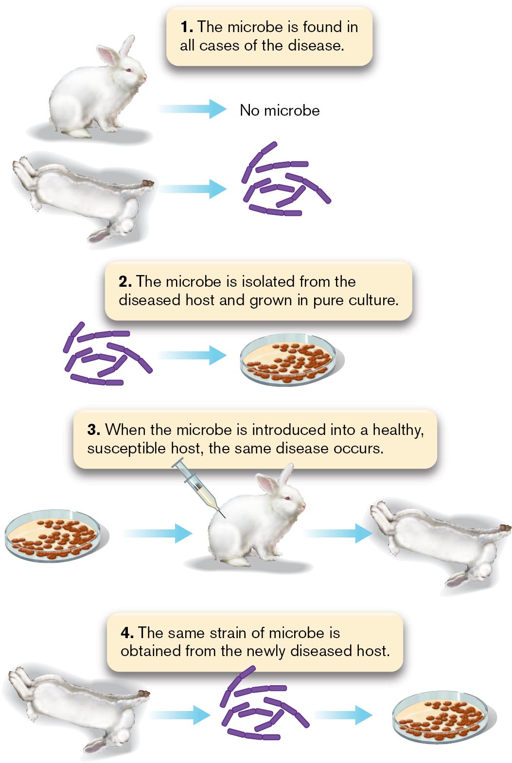 A diagram of Koch’s postulates.