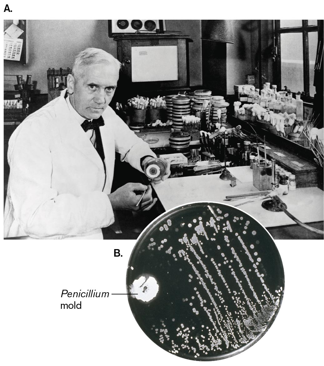 A photo of Alexander Fleming and a photo of Penicillium mold growing on a streaked agar plate. A photo of Alexander Fleming seated at a desk with lab equipment.