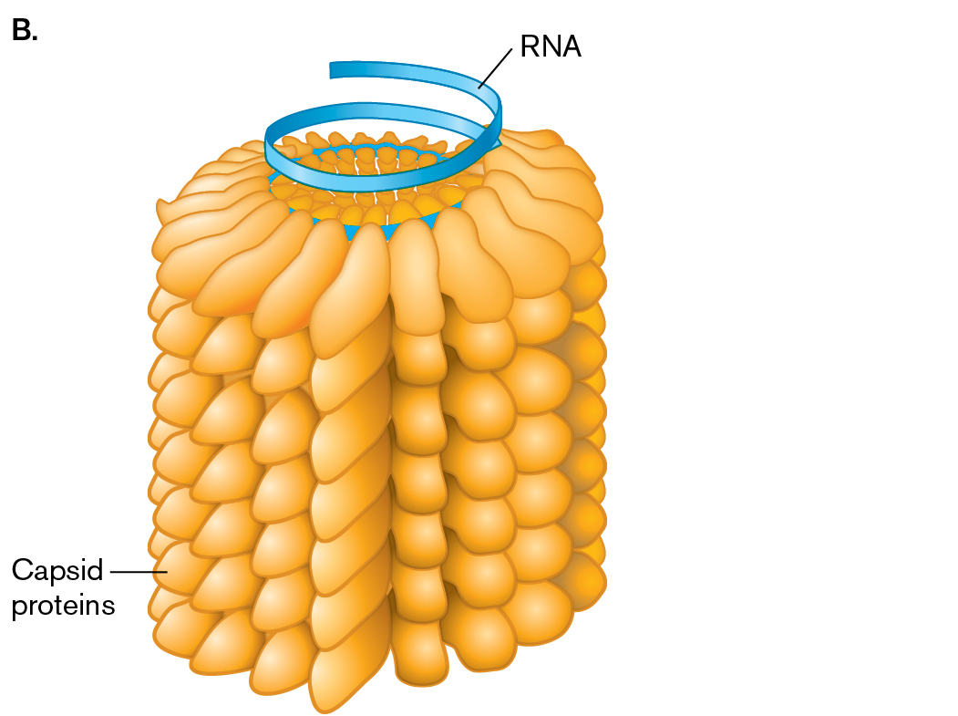 An electron micrograph and an illustration of the tobacco mosaic virus. An electron micrograph shows several rod-shaped particles of tobacco mosaic virus. An illustration shows the structure of the tobacco mosaic virus.